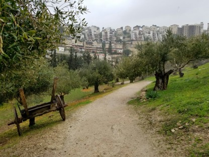 Olive trees. 21st century Nazareth in the background
