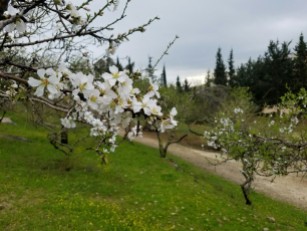 The almond blossoms in the winter