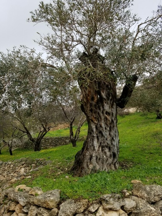 400 year olive tree