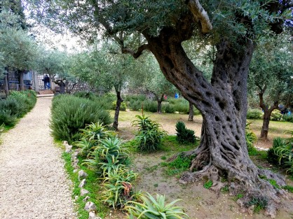 Bible study and quiet prayer time among the ancient olive trees in the Garden of Gethsemane